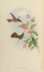 Phaiolaema aequatorialis